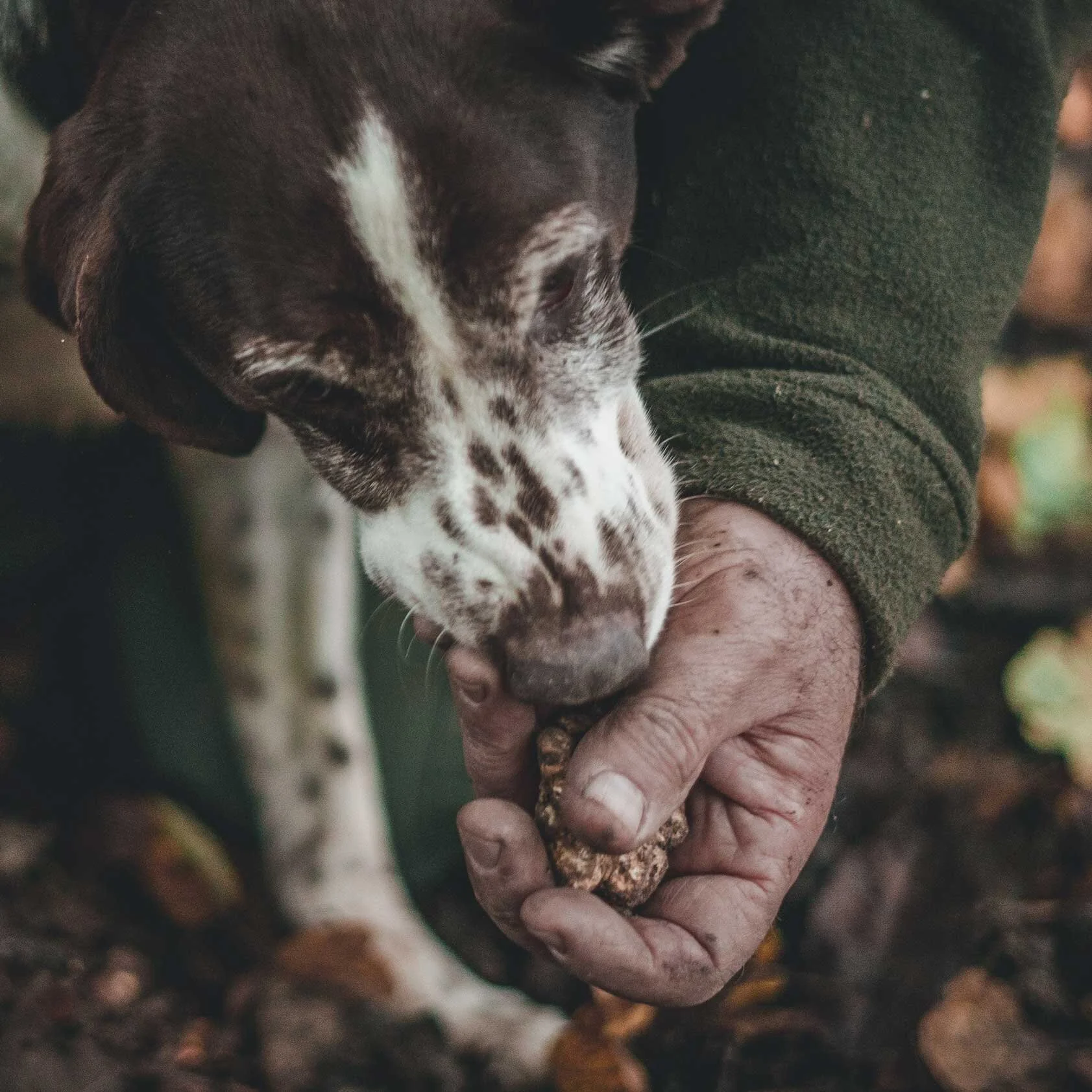 Truffle hunt on the family farm